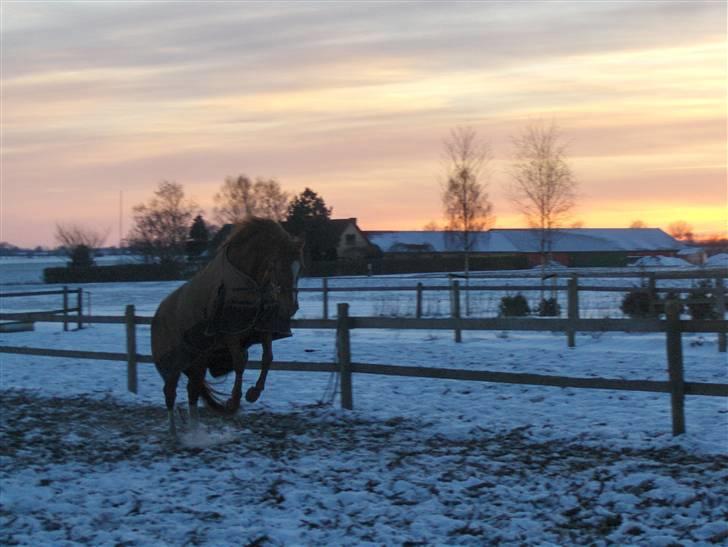 Anden særlig race Gloster <3 - Gloster på fold, 17 Feb 09 billede 11