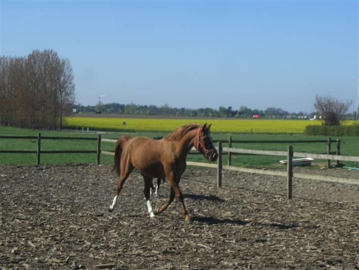 Anden særlig race Gloster <3 - Gloster på fold, 1 Maj 09 billede 13