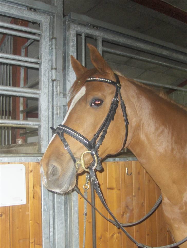 Anden særlig race Gloster <3 - Da vi prøvede skønne Gloster, 2 Maj 2008 billede 14