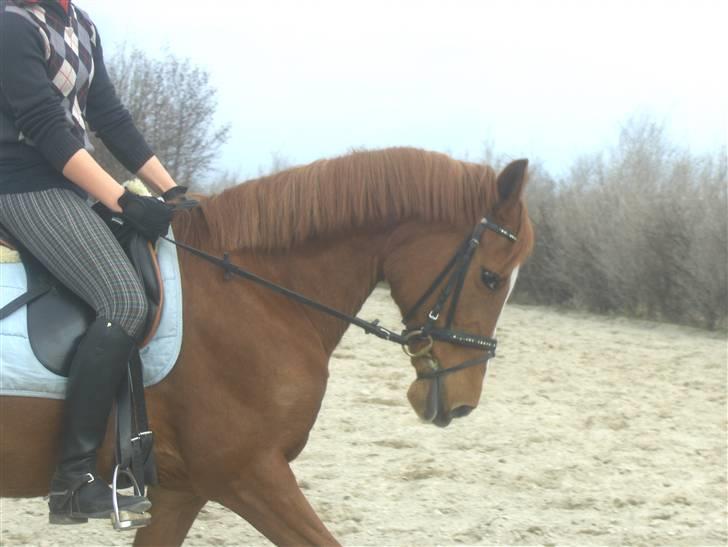 Anden særlig race Gloster <3 - Mie rider Gloster, 11 April 2010 billede 15