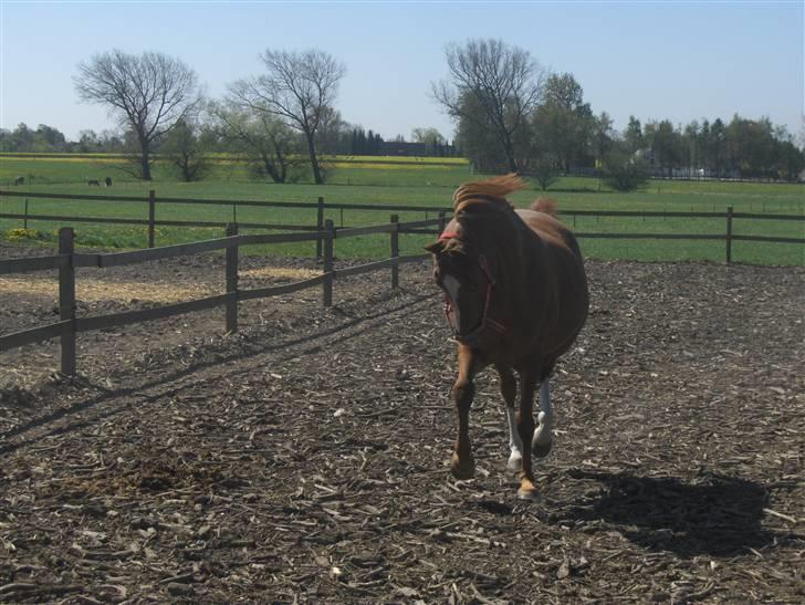 Anden særlig race Gloster <3 - Gloster på fold, 1 Maj 09 billede 16