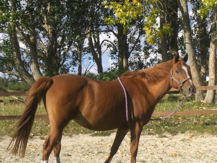 Anden særlig race Gloster <3 - Gloster i rutunden, 21 September 2008 billede 17