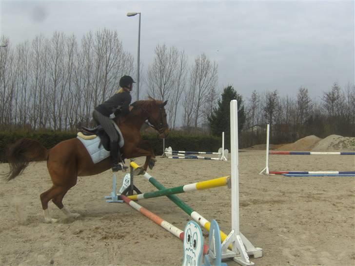 Anden særlig race Gloster <3 - Mie rider Gloster, 11 April 2010 billede 18