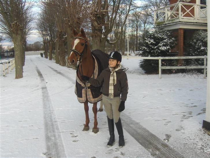 Anden særlig race Gloster <3 - Gloster og Jeg i sneen, 21 November 2008  billede 19