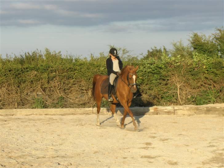 Anden særlig race Gloster <3 - Vi træner sommern 2008 billede 20