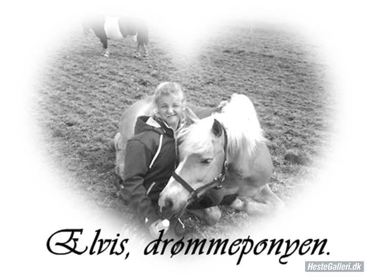 Haflinger |Elvis| solgt:'(. -  7) Elvis og mig(; billede 7