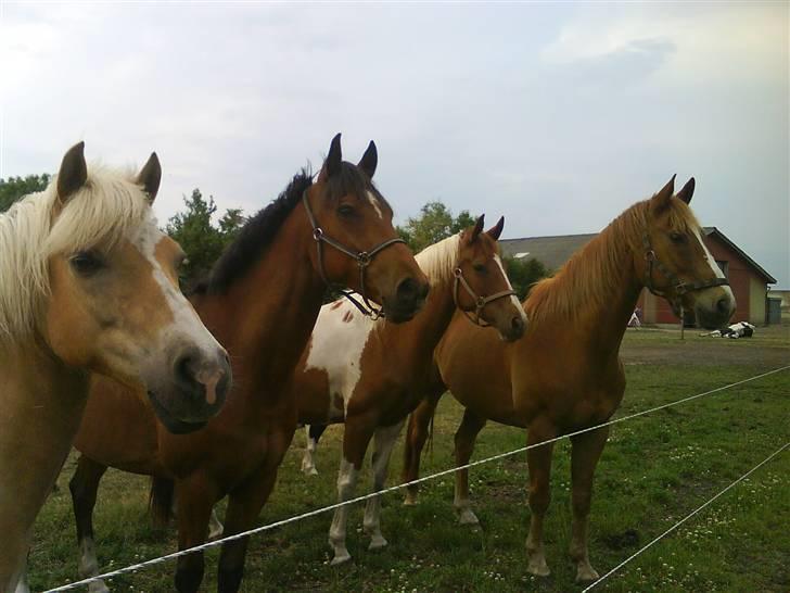 Haflinger |Elvis| solgt:'(. -  8) Næsten alle hans venner(; nyt billede 8