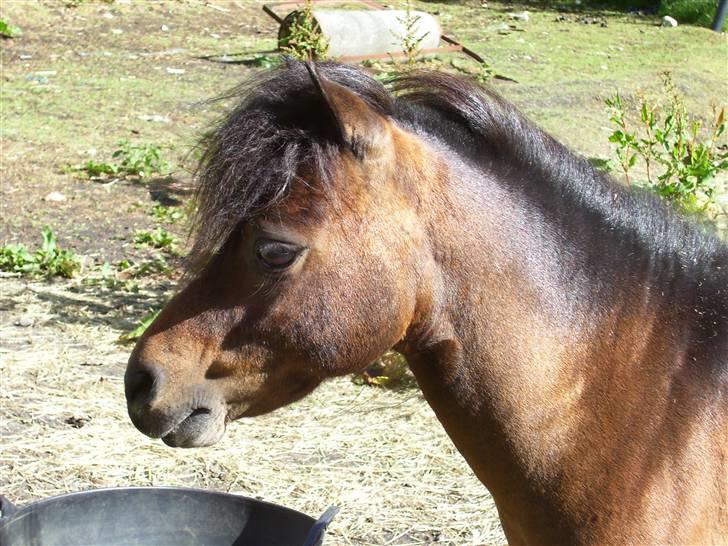 Hollandsk Miniature Saujanas Takdir  R.I.P billede 11