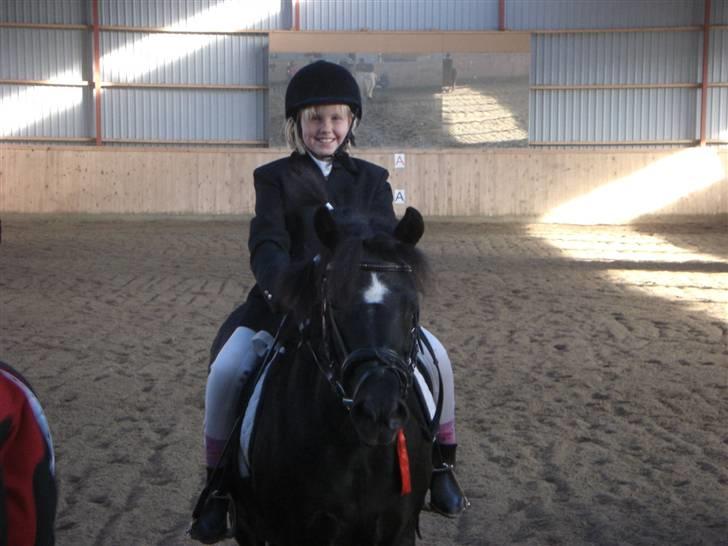 Anden særlig race Bobo min gammel pony - så er hun li til stævne billede 3