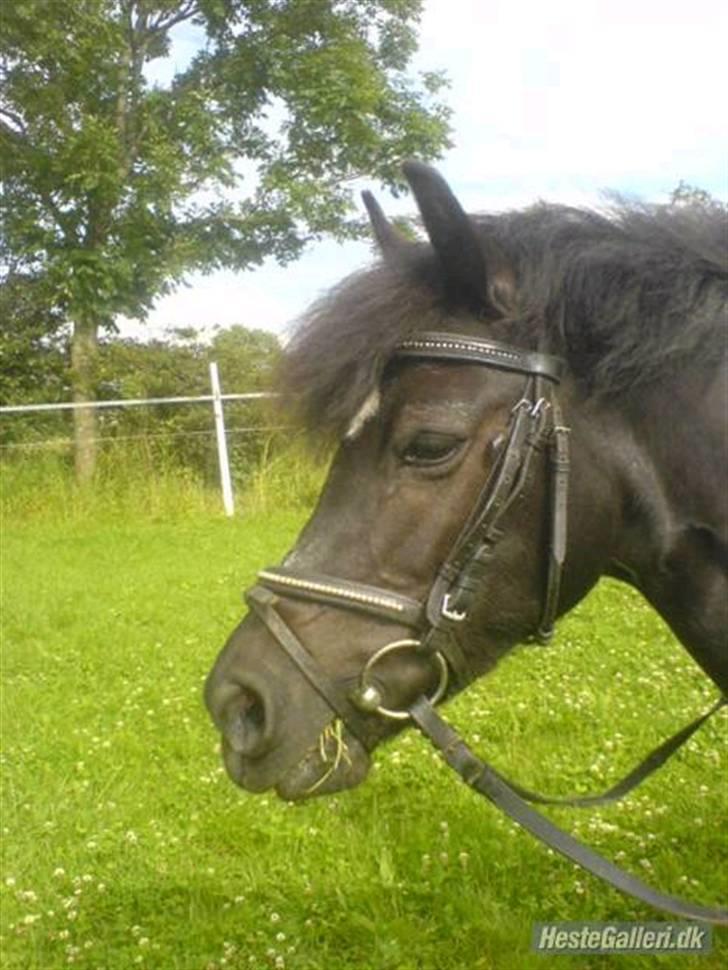 Anden særlig race Bobo min gammel pony - Så smuk du er  billede 4