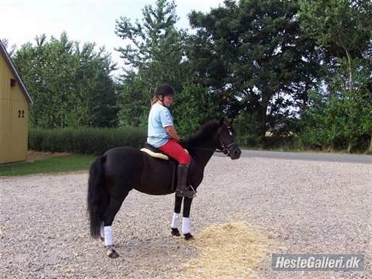 Anden særlig race Bobo min gammel pony - hun er vidunderlig billede 8