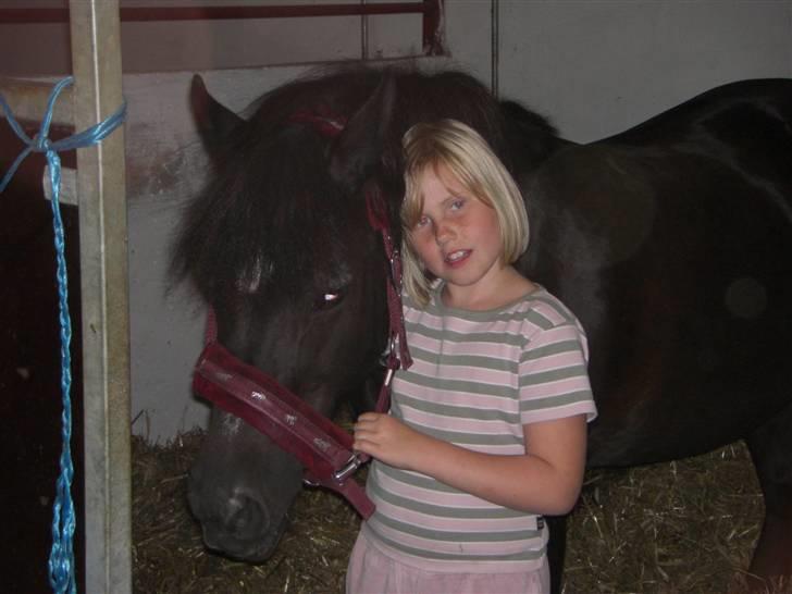 Anden særlig race Bobo min gammel pony - hun elsker at blive nusset med billede 10