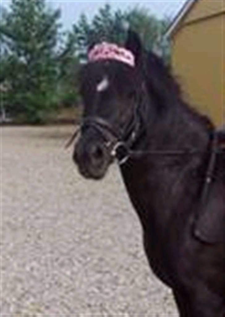 Anden særlig race Bobo min gammel pony - hun er min lille prinsesse billede 11