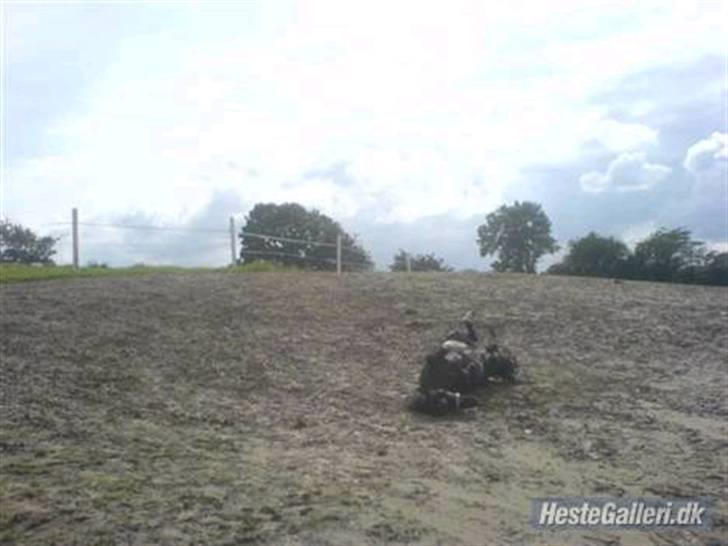 Anden særlig race Bobo min gammel pony - rulle rulle billede 13