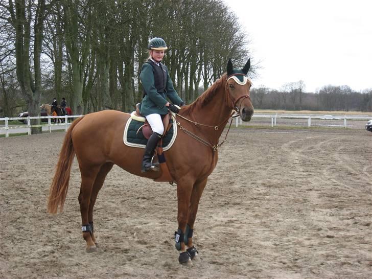 Dansk Varmblod Valløs Nikita- tidl. hest - Fra et perfekt stævne på NFRK:) billede 16