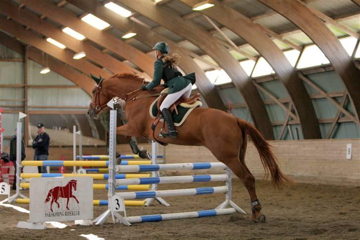 Dansk Varmblod Valløs Nikita- tidl. hest - Til stævne på SAR  billede 17