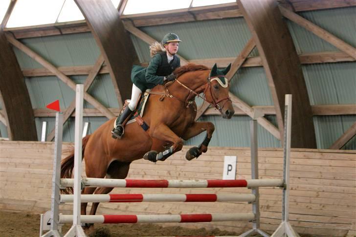 Dansk Varmblod Valløs Nikita- tidl. hest - Til stævne på SAR  billede 18