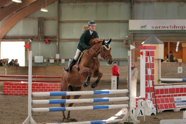 Dansk Varmblod Valløs Nikita- tidl. hest billede 19