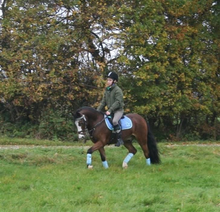 Irsk Sportspony Mr. Glen R.I.P. - træning der hjemme på min fødselsdag:) billede 18