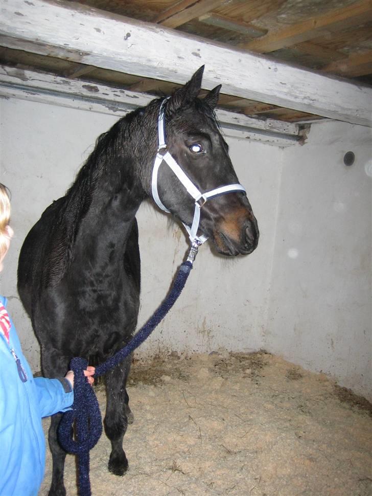 Dansk Varmblod Pepsi Star F.  R.I.P. - Da jeg var med min mor nede for at skrive under på at vi ville købe hende =b sikken dejlig dag billede 10