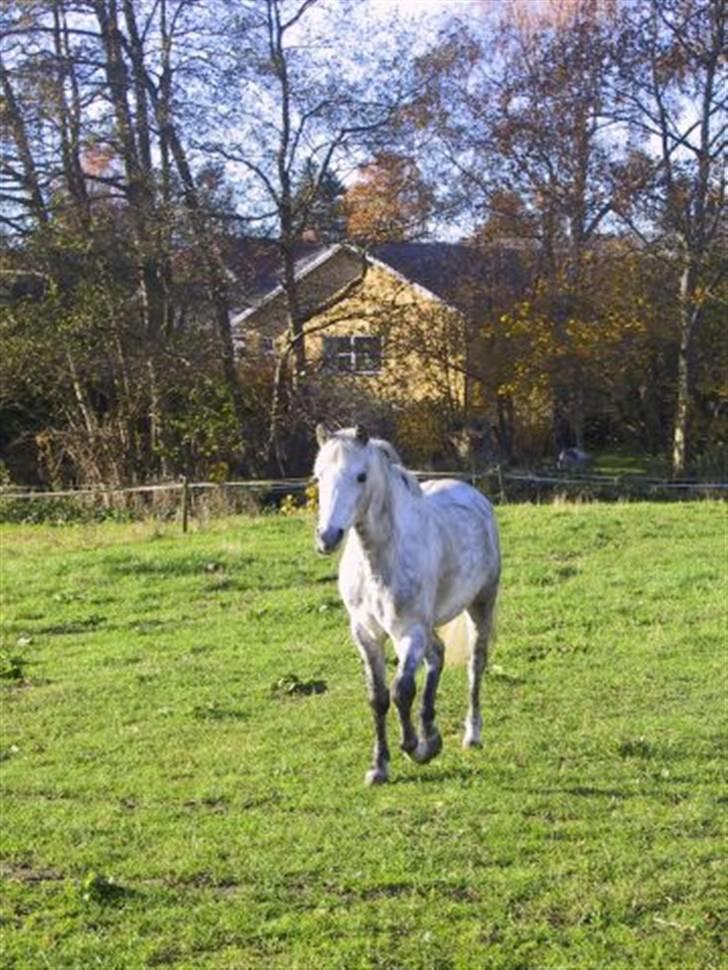 Welsh Pony (sec B) Skovbjergs Choice - lidt på fold<33 elsker  ham mega højt<3 billede 9