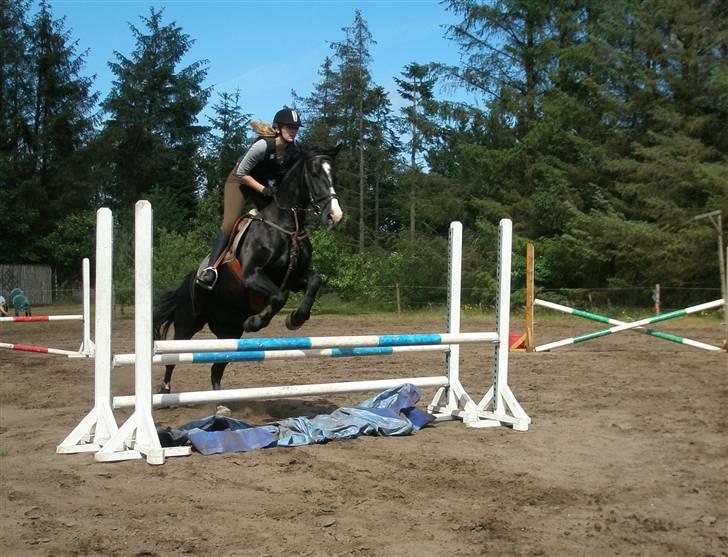 Anden særlig race Miklagaards Black Beauty billede 8