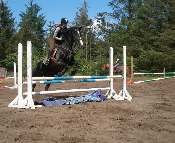 Anden særlig race Miklagaards Black Beauty billede 9