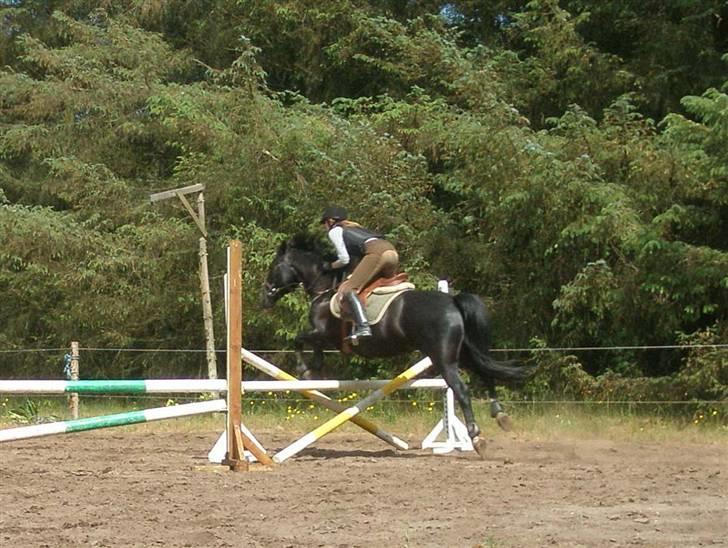 Anden særlig race Miklagaards Black Beauty billede 10