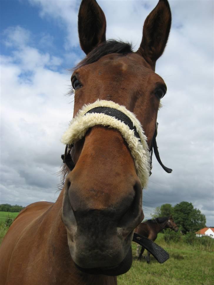 Oldenborg Rosa - Hejsa. Velkommen til min profil.  billede 1