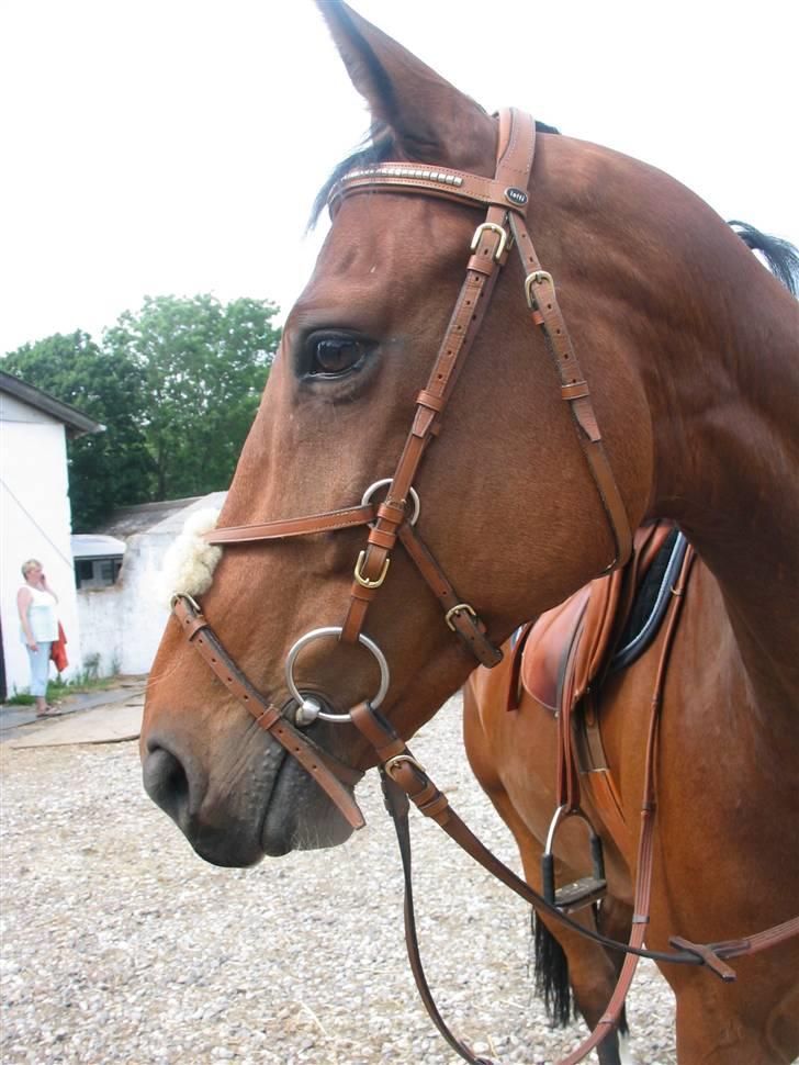 Hollandsk Varmblod royal billede 8