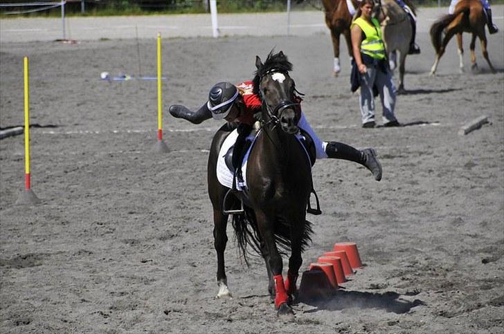 Welsh Cob (sec D) Lesto Marquis - Vadestedet til DM i ponygames 2010! SØLV VINDERE! billede 18