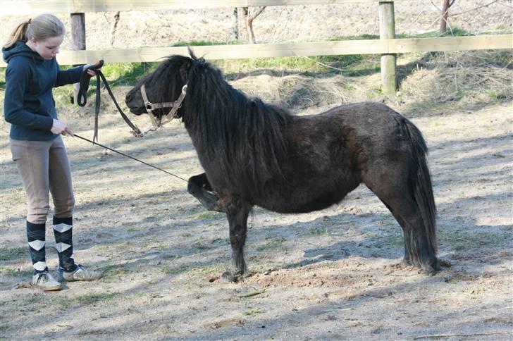 Shetlænder Stjernens Sahara billede 4