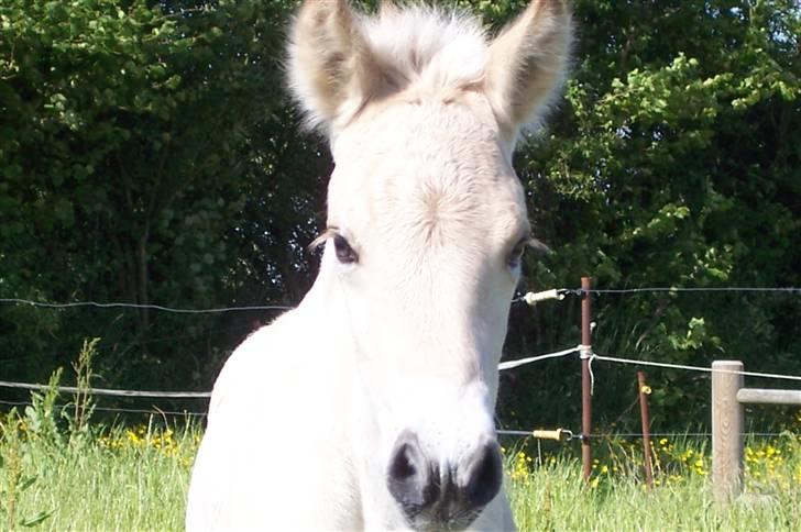 Fjordhest Brødsgaards Leander  - Leander 2 dage gammel billede 8