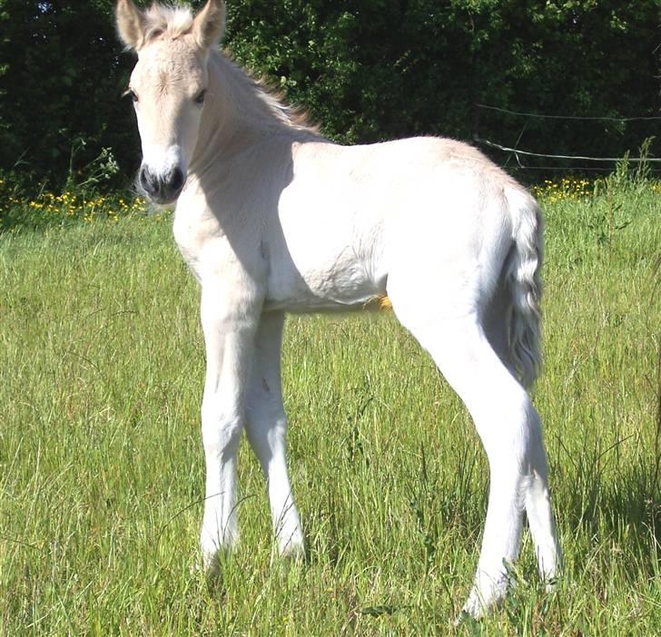 Fjordhest Brødsgaards Leander  - Leander 2 dage gammel billede 9
