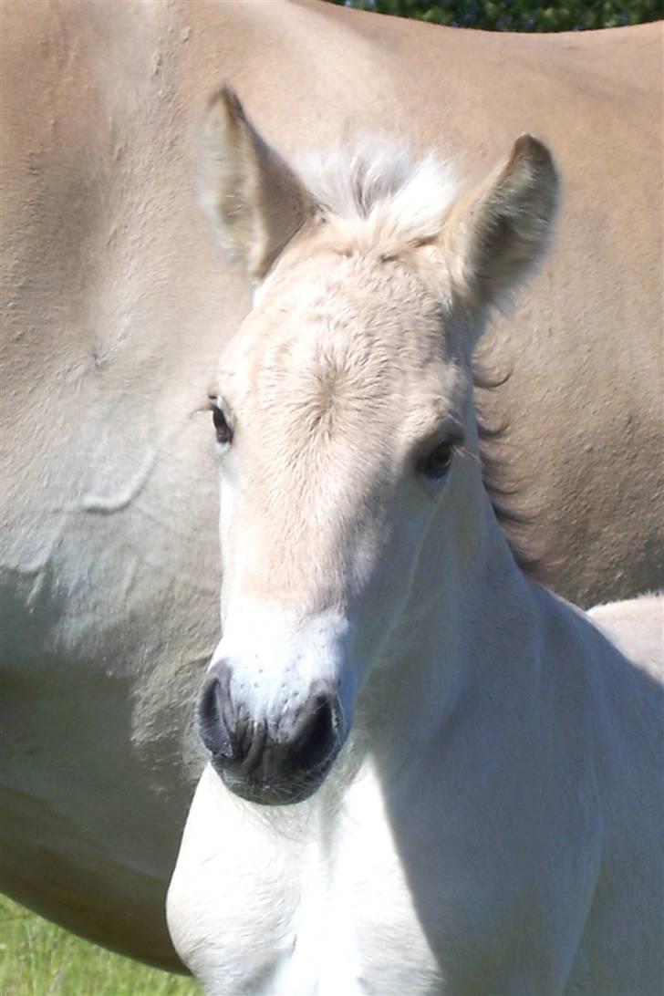 Fjordhest Brødsgaards Leander  - Søde Leander 2 dage billede 10