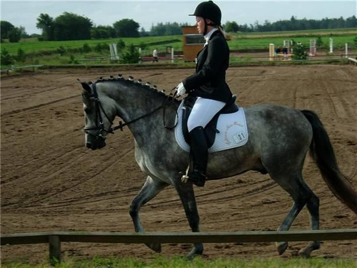 New Forest Rødtjørns Geronimo *SOLGT - Mig og Geo til udv. D-stævne i Snorgaarden i LC2-A hvor vi fik en 2. plads billede 5