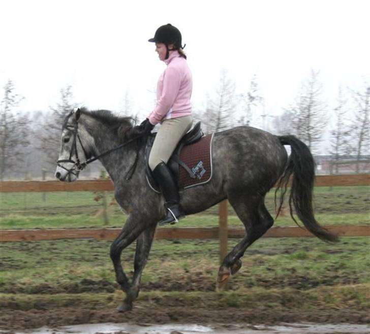 New Forest Rødtjørns Geronimo *SOLGT - Han kan også bukke :-) Det sker ikke ret tid, men han er jo ung... billede 10