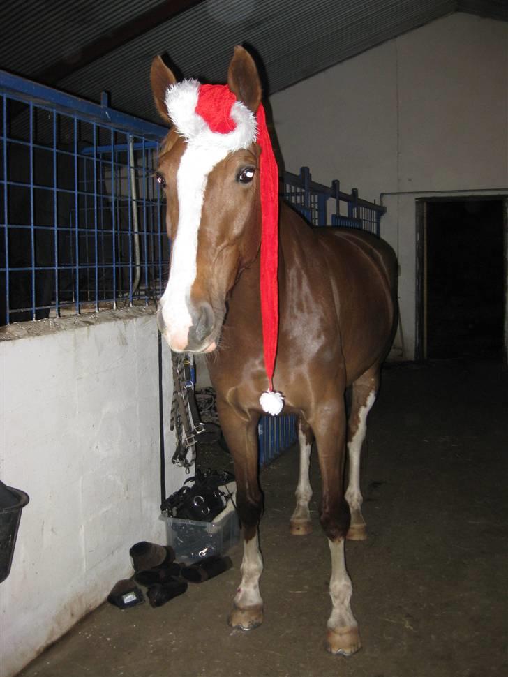 Hollandsk Varmblod Zunita billede 1