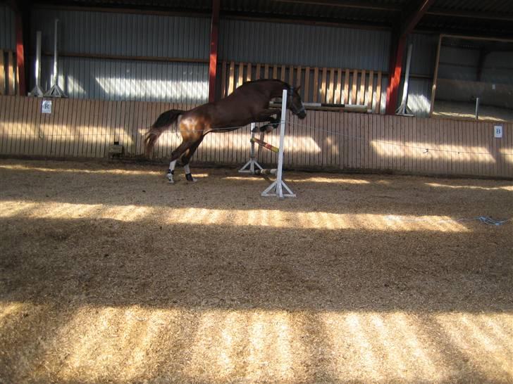 Hollandsk Varmblod Zunita billede 2