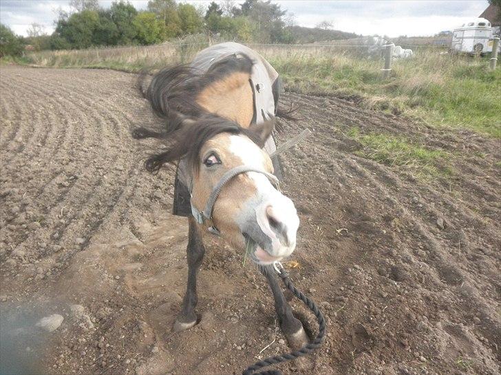 Welsh Pony (sec B) Blanka Graadahl. - hahahah bisse! billede 1