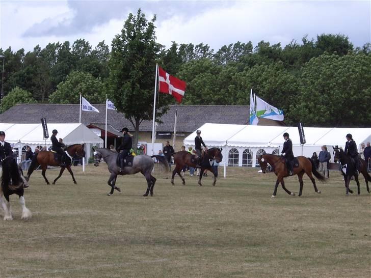 Dansk Varmblod Komet **SOLGT** billede 16