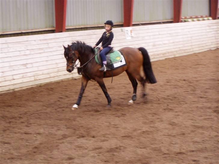 Anden særlig race Satrain off Fejø Solgt - Ja nu er Natalie og Satrain et kanont par sammen Natalie på blodt 8år står for satrain nu min ejen datter jo billede 11