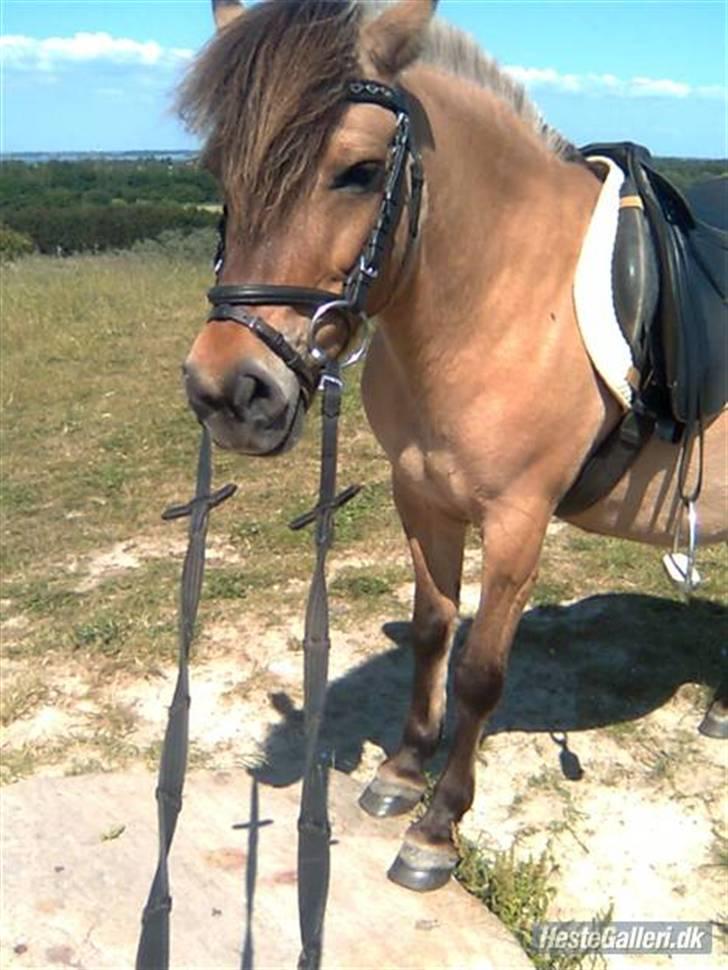 Anden særlig race Fanny - Fanny står med forbenene på en sten :) fine pony! billede 3