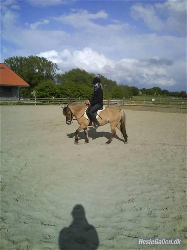 Anden særlig race Fanny - Fanny går fint i holdning! Hun kan godt når hun gerne vil! billede 4
