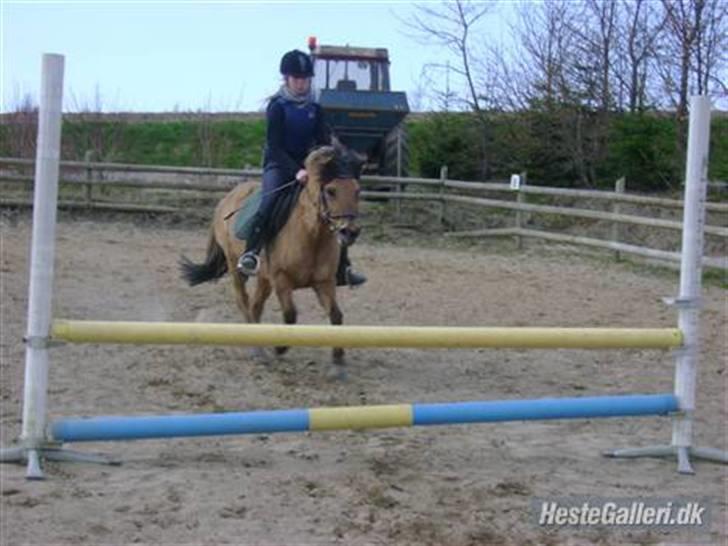 Anden særlig race Fanny - Lige inden et spring. Hvordan mon det går? Godt? billede 5