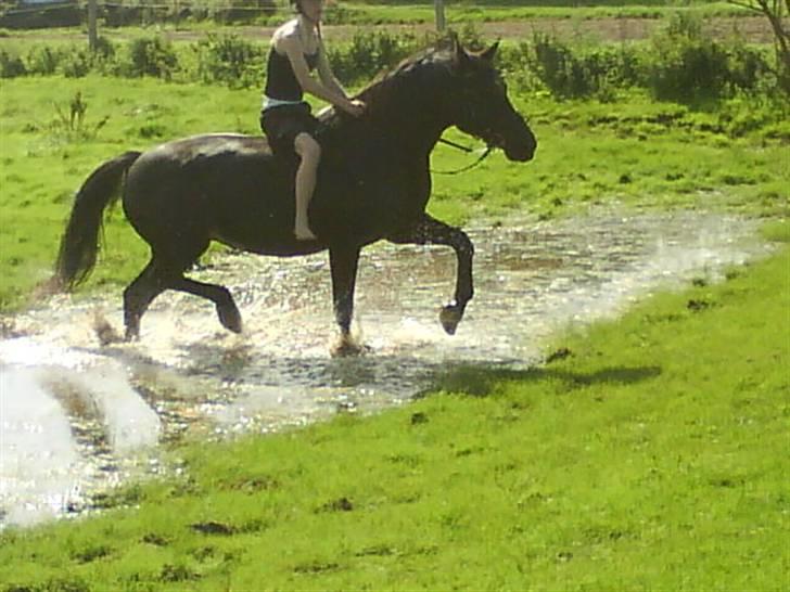 Anden særlig race Petruska - Vi rider lige igennem vandet :D Flotte ben :b FOTO: ph billede 5