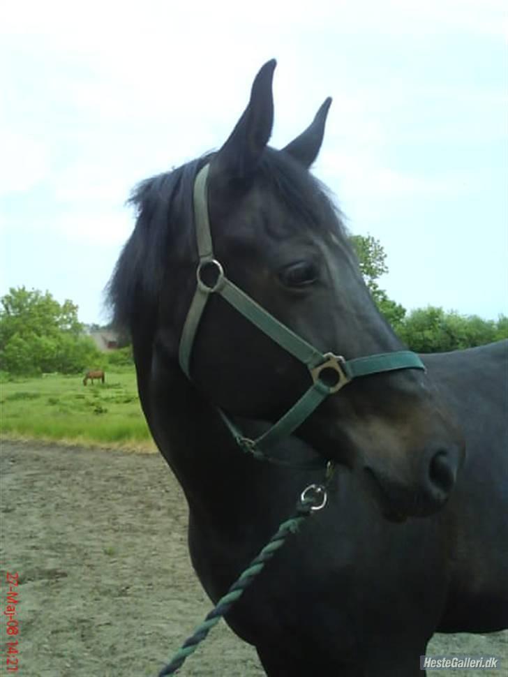 Anden særlig race Petruska - Weeh, min hypper :D FOTO: mig billede 9