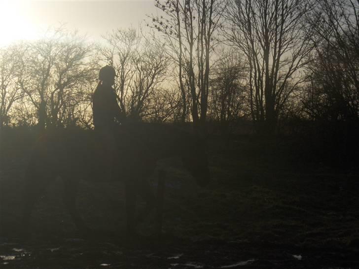 Anden særlig race Petruska - Silhouetbillede.. Vi rider uden udstyr :) Foto: PP billede 11