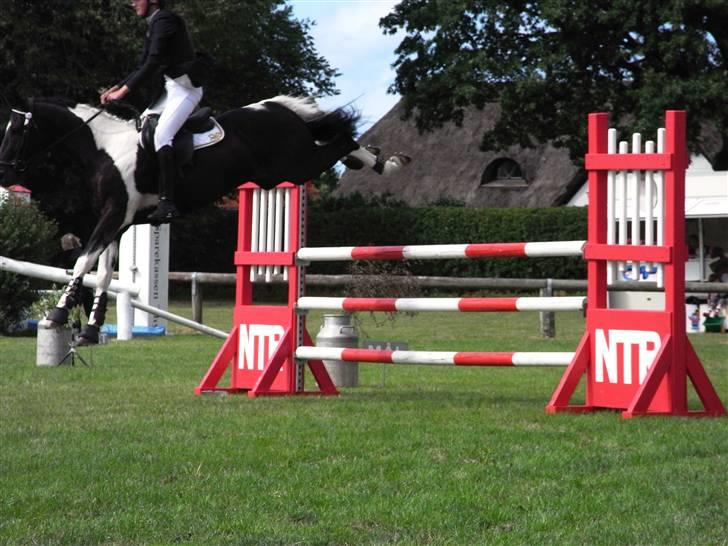 Pinto Hot pinto - You knew it from the very beginning. But I didn´t listen, you always tried to tell me, but I didn´t listen. billede 10