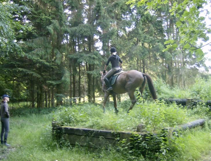 Holstener Miss Money Penny Solgt:( - oppe i terrænet. bangket billede 7